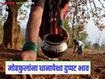 Mahua Tree : मोहफुलाच्या एका झाडापासून 10 हजारांचे उत्पन्न, किलोला काय भाव मिळतोय?  - Marathi News | Latest News Mahua tree yield of 10 thousand rupees from one Mohfule tree, see price per kilo | Latest News at Lokmat.com