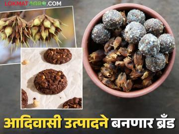 Agriculture News : मोहाच्या फुलांपासून बनणाऱ्या पदार्थांसाठी आता शबरी नॅचरल ब्रँड्स, वाचा सविस्तर  - Marathi News | Latest News Now Shabari Natural Brands for products made from Mohful products read in detail | Latest News at Lokmat.com