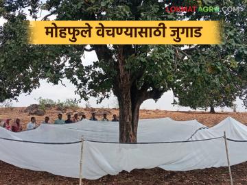 सातपुड्यात मोहफुलं वेचण्यासाठी भन्नाट जुगाड, एकही फुल वाया जाणार नाही, वाचा सविस्तर  - Marathi News | Latest News Mohfule unique trick to pick flowers in Satpura, not a single flower will go to waste, read in detail | Latest News at Lokmat.com