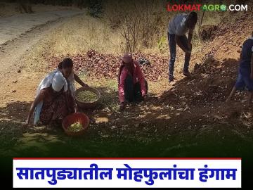 सातपुड्यात मोहफुलांचा हंगाम, पहाटेपासून वेचणी, आदिवासींना रोजगार, दर कसा मिळतोय?  - Marathi News | Latest news Mohaphula season in Satpura, picking from early morning, employment for tribals | Latest News at Lokmat.com