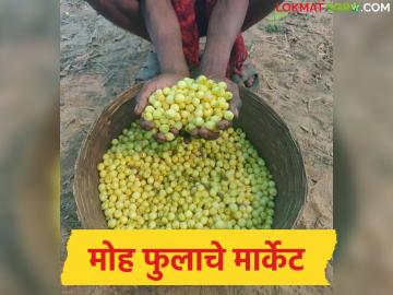 Mohful Market : दुहेरी फायदा : मोहफूल बहरात, भावही जोमात, किलोला काय भाव मिळतोय?  - Marathi News | Latest News Double benefit Mohaphool is in bloom, prices are also high, see market prices | Latest News at Lokmat.com