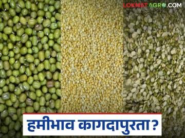 Moong Market : हमीभाव कागदापुरता; शेतकऱ्यांचा मूग अर्ध्या दरानेच विक्रीला वाचा सविस्तर - Marathi News | latest news Moong Market: Guaranteed price only on paper; Farmers' moong sold at half price Read in detail | Latest News at Lokmat.com