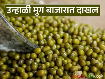 Moong Market : उन्हाळी मुग बाजारात दाखल; तेजी की मंदी? वाचा नेमका ट्रेंड - Marathi News | latest news Moong Market: Summer moong has entered the market; Boom or bust? Read the exact trend | Latest News at Lokmat.com