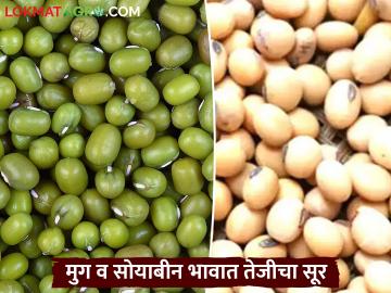 Moong, Soybean Bajarbhav : मुग व सोयाबीन बाजारात तेजीचा सूर; अकोल्यात मिळाला विक्रमी दर - Marathi News | latest news Moong, Soybean Bajarbhav: Moong and soybean market is booming; Record prices achieved in Akola | Latest News at Lokmat.com Moong, Soybean Bajarbhav : मुग व सोयाबीन बाजारात तेजीचा सूर; अकोल्यात मिळाला विक्रमी दर - Marathi News | latest news Moong, Soybean Bajarbhav: Moong and soybean market is booming; Record prices achieved in Akola | Latest News at Lokmat.com