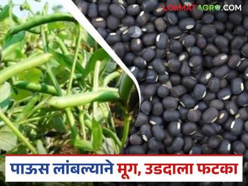 Crop Pattern : पावसाचे टायमिंग हुकले; 'या' जिल्ह्यात मूग-उडदाच्या पेरणीला जोरदार फटका वाचा सविस्तर - Marathi News | latest news Crop Pattern: Missed timing of rains; Moong-Udda sowing hit hard in 'this' district Read in detail | Latest News at Lokmat.com