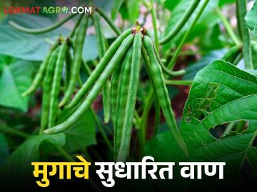 Mug Variety मुगाच्या या सुधारीत वाणांची निवड करा आणि भरघोस उत्पादन मिळवा - Marathi News | Mug Variety; Choose an this improved variety of mug and get a highest yield | Latest News at Lokmat.com Mug Variety मुगाच्या या सुधारीत वाणांची निवड करा आणि भरघोस उत्पादन मिळवा - Marathi News | Mug Variety; Choose an this improved variety of mug and get a highest yield | Latest News at Lokmat.com