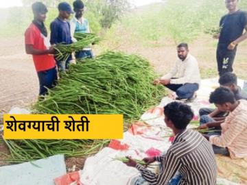 कृषी सल्ला ठरला मोलाचा, धुळ्याच्या शेतकऱ्याने अडीच एकरांवर उभारली शेवग्याची शेती - Marathi News | Latest News Dhule farmer set up moringa farm on two acres | Latest News at Lokmat.com