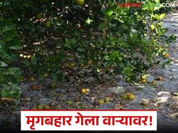 Mosambi Crop Damage : मोसंबी शेतकऱ्यांची 'जीआय' ओळख धोक्यात; अवकाळीने लावली वाट वाचा सविस्तर - Marathi News | latest news Mosambi Crop Damage: Mosambi farmers' 'GI' identity in danger; Unseasonal rains have caused havoc Read in detail | Latest News at Lokmat.com Mosambi Crop Damage : मोसंबी शेतकऱ्यांची 'जीआय' ओळख धोक्यात; अवकाळीने लावली वाट वाचा सविस्तर - Marathi News | latest news Mosambi Crop Damage: Mosambi farmers' 'GI' identity in danger; Unseasonal rains have caused havoc Read in detail | Latest News at Lokmat.com