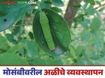 Crop Management: संत्री, मोसंबीवरील पाने खाणारी अळी, सायलाचे असे करा व्यवस्थापन - Marathi News | Crop Management: How to manage leaf-eating caterpillars on oranges, citrus, and psylla | Latest News at Lokmat.com