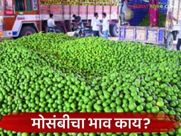 Mosambi Bajarbhav : मोसंबीला धक्का! टनामागे भाव थेट 'इतक्या' हजारांवर वाचा सविस्तर - Marathi News | latest news Mosambi Bajarbhav: Mosambi is shocked! The price per ton directly reaches 'so many' thousands Read in detail | Latest News at Lokmat.com Mosambi Bajarbhav : मोसंबीला धक्का! टनामागे भाव थेट 'इतक्या' हजारांवर वाचा सविस्तर - Marathi News | latest news Mosambi Bajarbhav: Mosambi is shocked! The price per ton directly reaches 'so many' thousands Read in detail | Latest News at Lokmat.com