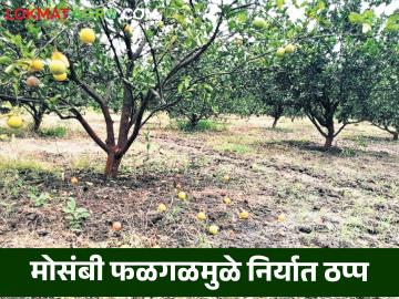 परदेशात होणारी मोसंबीची निर्यात ठप्प; फळगळती थांबेना - Marathi News | Mosmbi exports to foreign countries stopped; Fruit drop does not stop | Latest News at Lokmat.com
