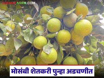 Mosambi Market : अतिवृष्टीचा तडाखा आणि भावपाडीत व्यापारी जिंकला; हरला तो शेतकरी वाचा सविस्तर - Marathi News | latest news Mosambi Market: Heavy rains and price hikes have resulted in a trader winning; the farmer has lost. Read in detail | Latest News at Lokmat.com Mosambi Market : अतिवृष्टीचा तडाखा आणि भावपाडीत व्यापारी जिंकला; हरला तो शेतकरी वाचा सविस्तर - Marathi News | latest news Mosambi Market: Heavy rains and price hikes have resulted in a trader winning; the farmer has lost. Read in detail | Latest News at Lokmat.com