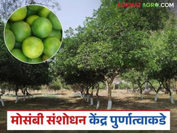 Mosambi Research Center: इसारवाडी मोसंबी संशोधन केंद्र शेतकऱ्यांना ठरणार वरदान वाचा सविस्तर - Marathi News | Mosambi Research Center: latest news Isarwadi Citrus Research Center will be a boon to farmers | Latest News at Lokmat.com