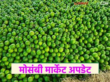 Mosambi Market : जालना बाजारात मोसंबी आवक वाढली; 'इतक्या' हजारांवर दर स्थिरावले वाचा सविस्तर - Marathi News | latest news Mosambi Market: Mosambi arrivals increased in Jalna market; Prices stabilized at 'so many' thousands Read in detail | Latest News at Lokmat.com