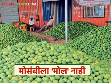 Mosambi Market : दिल्लीच्या पावसाचा थेट फटका; मोसंबी दरात तब्बल 'इतक्या' हजारांची घसरण - Marathi News | latest news Mosambi Market: Direct impact of Delhi rains; Mosambi prices fall by 'so many' thousands | Latest News at Lokmat.com
