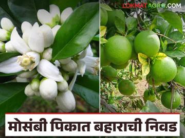 मोसंबीला बाजारात अधिक दर हवा असेल तर कोणता बहार धरावा? जाणून घ्या सविस्तर - Marathi News | If you want higher prices for sweet lemon in the market, which bahar should you choose? Find out in detail | Latest News at Lokmat.com