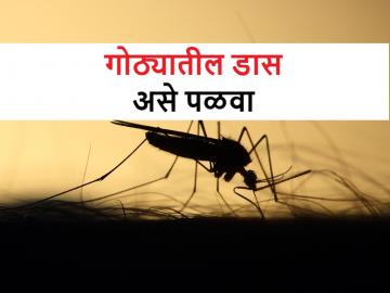 तुमच्याही गोठ्यात डासांचा त्रास वाढलाय? काळजी नको. हे पाच उपाय करून पहा - Marathi News | how to control mosquitoes in your cowshed? Try these remedies | Latest News at Lokmat.com तुमच्याही गोठ्यात डासांचा त्रास वाढलाय? काळजी नको. हे पाच उपाय करून पहा - Marathi News | how to control mosquitoes in your cowshed? Try these remedies | Latest News at Lokmat.com