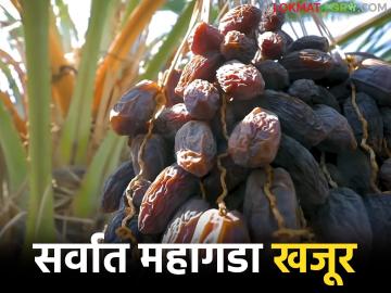 किलोला मिळतोय तब्बल ७ हजार रुपये दर; 'हा' आहे जगातील सर्वात महागडा खजूर - Marathi News | It fetches a whopping price of Rs 7,000 per kilo; This is the world's most expensive date | Latest News at Lokmat.com