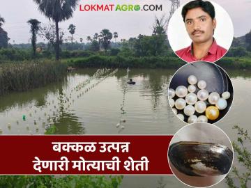 गोदावरीच्या सुपीक काठावर 'मोती संवर्धन', खर्चापेक्षा दुप्पट उत्पादन, कशी करतात मोत्यांची शेती?  - Marathi News | Latest News Success Story Farmers in Gadchiroli district are doing profitable pearl farming | Latest News at Lokmat.com