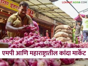 Kanda Bajar Bhav : मध्यप्रदेशपेक्षा महाराष्ट्रात कांद्याला काय दर मिळतोय? वाचा सविस्तर - Marathi News | Latest news Kanda Bajar bhav onion prices in Maharashtra compared to Madhya Pradesh Read in detail | Latest News at Lokmat.com Kanda Bajar Bhav : मध्यप्रदेशपेक्षा महाराष्ट्रात कांद्याला काय दर मिळतोय? वाचा सविस्तर - Marathi News | Latest news Kanda Bajar bhav onion prices in Maharashtra compared to Madhya Pradesh Read in detail | Latest News at Lokmat.com