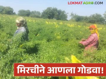 Farmer Success Story : मिरचीने आणला गोडवा; ४० गुंठ्यांतून १२ लाखांचे उत्पन्न वाचा सविस्तर - Marathi News | latest news Farmer Success Story: Chilli brought sweetness; Income of Rs 12 lakhs from 40 gunthas Read in detail | Latest success-story News at Lokmat.com