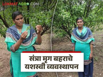 Santra Mrug Bahar : अवकाळी पाऊस होऊनही संत्रा मृग बहराचे यशस्वी व्यवस्थापन कसे केले? - Marathi News | Latest News Santra Mrug Bahar How was orange blossom bloom successfully managed despite unseasonal rains | Latest News at Lokmat.com