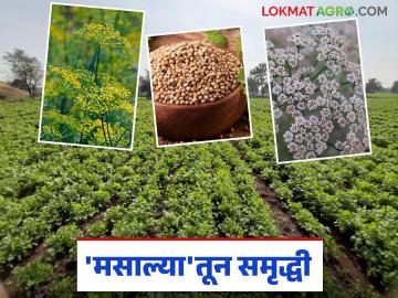 Spice Crops: शेतकऱ्यांनी रब्बी हंगामात 'या' मसाला पिकांची धरली कास वाचा सविस्तर - Marathi News | Spice Crops: Latest news Farmers take a keen interest in 'these' spice crops in the Rabi season Read in detail | Latest News at Lokmat.com