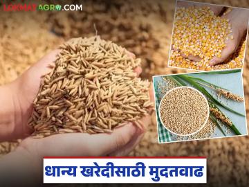 एमएसपी खरेदी योजनेंतर्गत धान, मका व ज्वारी खरेदीसाठी ऑनलाईन नोंदणीला मुदतवाढ - Marathi News | Extension of online registration for purchase of paddy, maize and jowar under MSP procurement scheme | Latest News at Lokmat.com