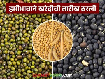 सोयाबीनसह उडीद, मुग हमीभावाने खरेदीची तारीख ठरली; प्रत्यक्ष खरेदीला कधीपासून सुरवात?
