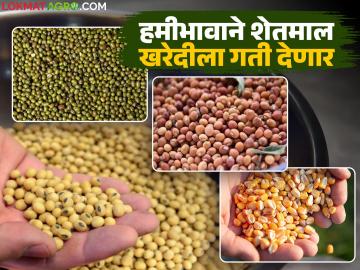 हमीभावाने शेतमाल खरेदी प्रक्रिया जलद होण्यासाठी पणन विभाग करणार 'हे' बदल; वाचा सविस्तर - Marathi News | Marketing department will make 'these' changes to speed up the process of purchasing agricultural produce at guaranteed prices; Read in detail | Latest News at Lokmat.com