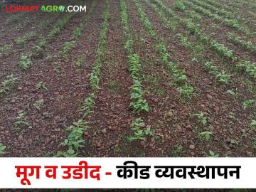 Mug, Urad Pest : मूग आणि उडीद पिकांवरील किडींचा बंदोबस्त कसा कराल? जाणून घ्या सविस्तर   - Marathi News | Latest News How to control the pests of mung and urad crops? Know in detail   | Latest News at Lokmat.com