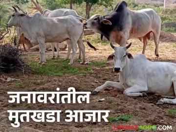 Animal Disease : जाणून घ्या जनावरांमध्ये मुतखडा आजार कसा होतो? त्यावर उपाय काय? - Marathi News | Latest News Animal Disease Why does kidney stone disease occur in Livestock Learn in detail | Latest News at Lokmat.com Animal Disease : जाणून घ्या जनावरांमध्ये मुतखडा आजार कसा होतो? त्यावर उपाय काय? - Marathi News | Latest News Animal Disease Why does kidney stone disease occur in Livestock Learn in detail | Latest News at Lokmat.com