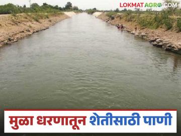 Mula Dam Water : मुळा धरणातून शेतीसाठी पाणी सोडले; ४५ दिवस आवर्तन सुरू राहणार - Marathi News | Mula Dam Water : Water released from Mula Dam for agriculture; Circulation will continue for 45 days | Latest News at Lokmat.com