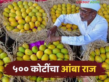 ४९ वर्षांचा इतिहास अन् आंबा व्यापारात सुमारे ५०० कोटींची उलाढाल करणारी 'ही' आहे महाराष्ट्रातील प्रसिद्ध बाजार समिती - Marathi News | This is the famous market committee in Maharashtra with a history of 49 years and a turnover of around Rs 500 crore in mango trade. | Latest News at Lokmat.com