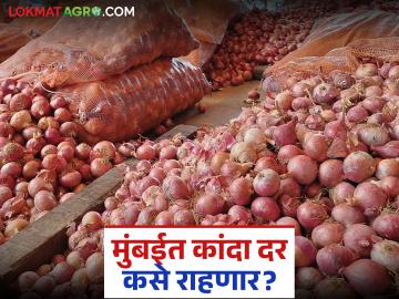 राज्यभरातून मुंबईमध्ये विक्रीला येणारा कांदा यंदा किती भाव खाणार? वाचा सविस्तर - Marathi News | How much will onions sold in Mumbai from across the state fetch this year? Read in detail | Latest market-yard News at Lokmat.com