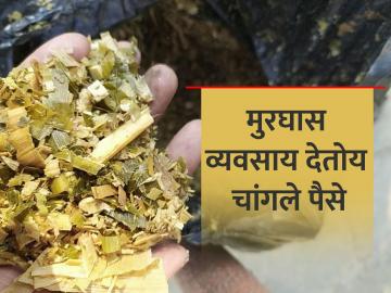 मक्याच्या मुरघास व्यवसायातून मिळतोय चांगला फायदा - Marathi News | getting good profit from Maize Silage business | Latest News at Lokmat.com