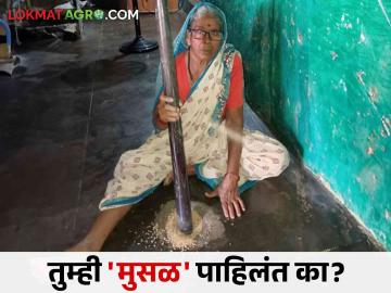 Agriculture News : धान्य कुटण्यापासून ते विजेपासून संरक्षणासाठी वापरलं जाणारं मुसळ, आठवतंय का?  - Marathi News | Latest News Agriculture News Remember pestle used for pounding grain see details | Latest News at Lokmat.com