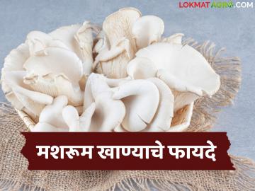 वजन कमी करायचंय, डायबेटिज नियंत्रणासाठी मशरूम उत्तम पर्याय, वाचा मशरूम खाण्याचे फायदे - Marathi News | latest News The many benefits of consuming mushrooms lose weight and controlling diabetes | Latest News at Lokmat.com वजन कमी करायचंय, डायबेटिज नियंत्रणासाठी मशरूम उत्तम पर्याय, वाचा मशरूम खाण्याचे फायदे - Marathi News | latest News The many benefits of consuming mushrooms lose weight and controlling diabetes | Latest News at Lokmat.com