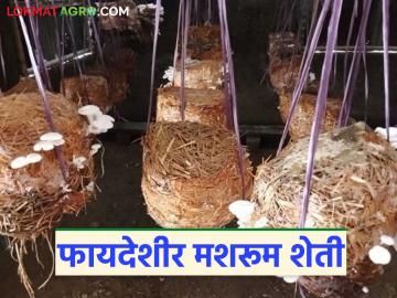 Mushroom Farming : घरच्या घरी मशरूमची लागवड करा, कमी खर्चात लाखोंचा नफा कमवा - Marathi News | latest news Grow mushrooms farming at home, earn lakhs in profit at low cost | Latest News at Lokmat.com Mushroom Farming : घरच्या घरी मशरूमची लागवड करा, कमी खर्चात लाखोंचा नफा कमवा - Marathi News | latest news Grow mushrooms farming at home, earn lakhs in profit at low cost | Latest News at Lokmat.com