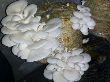अळंबी लागवड ठरतेय उत्पन्नाचे चांगले साधन - Marathi News | mushroom cultivation is a good source of income | Latest agriculture News at Lokmat.com
