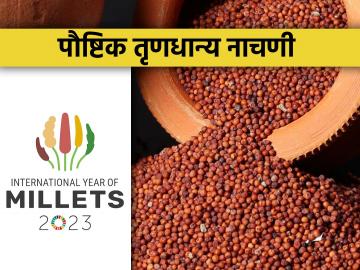 नाचणीचे मानवी आहारातील महत्व - Marathi News | Importance of ragi finger millet in human diet | Latest News at Lokmat.com
