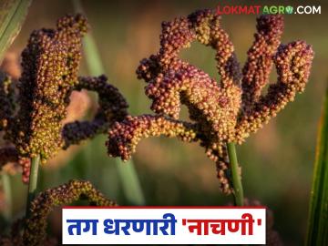 बदलत्या हवामानात व खडकाळ जमिनीवर तग धरणारे 'हे' भरडधान्य पिक शेतकऱ्यांना देतंय आर्थिक स्थैर्य - Marathi News | This 'millet' grain crop, which is resilient in changing climates and rocky soils, is providing financial stability to farmers | Latest News at Lokmat.com बदलत्या हवामानात व खडकाळ जमिनीवर तग धरणारे 'हे' भरडधान्य पिक शेतकऱ्यांना देतंय आर्थिक स्थैर्य - Marathi News | This 'millet' grain crop, which is resilient in changing climates and rocky soils, is providing financial stability to farmers | Latest News at Lokmat.com