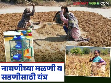 नाचणीची मळणी व सडणी ही दोन्ही कामे होणार आता एकाचवेळी; कोकण कृषी विद्यापीठाने विकसित केलं 'हे' नवे यंत्र नाचणीची मळणी व सडणी ही दोन्ही कामे होणार आता एकाचवेळी; कोकण कृषी विद्यापीठाने विकसित केलं 'हे' नवे यंत्र