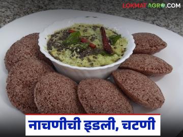 Nachani Idali : नाचणीचे पीठ वापरून तयार करा झटपट इडली, अशी आहे सोपी रेसिपी - Marathi News | Latest news nachani Idali Make instant idli using ragi flour, here is a simple recipe | Latest News at Lokmat.com Nachani Idali : नाचणीचे पीठ वापरून तयार करा झटपट इडली, अशी आहे सोपी रेसिपी - Marathi News | Latest news nachani Idali Make instant idli using ragi flour, here is a simple recipe | Latest News at Lokmat.com
