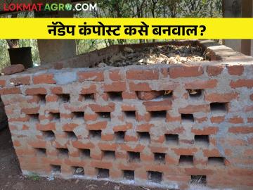 खतांवरील खर्च टाळण्यासाठी नॅडेप कंपोस्ट बनवा; कसा भराल नॅडेप हौद - Marathi News | Make nadep compost to avoid spending cost on fertilizers; How will you fill the nadep tank? | Latest News at Lokmat.com खतांवरील खर्च टाळण्यासाठी नॅडेप कंपोस्ट बनवा; कसा भराल नॅडेप हौद - Marathi News | Make nadep compost to avoid spending cost on fertilizers; How will you fill the nadep tank? | Latest News at Lokmat.com