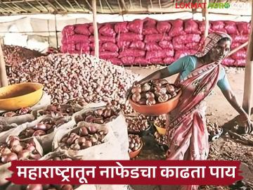 Nafed Kanda Vikri : नाफेडने महाराष्ट्रातील कांदा विक्री थांबवली, नेमकं कारण काय? - Marathi News | Latest news Nafed postpones onion sale in Maharashtra due to falling prices, read in detail | Latest News at Lokmat.com