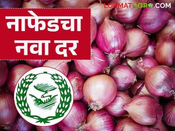 Nafed Kanda Rate : नाफेडकडून कांदा खरेदीचा नवा दर जाहीर, वाचा सविस्तर  - Marathi News | Latest News Nafed Kanda Rate Nafed announces new onion purchase rate, read in detail | Latest News at Lokmat.com