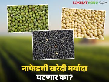 NAFED Kharedi : अतिवृष्टीचा फटका; नाफेडची हेक्टरी सोळा क्विंटलची खरेदी मर्यादा घटणार का? वाचा सविस्तर - Marathi News | latest news NAFED Kharedi: Heavy rains hit; Will Nafed's purchase limit of sixteen quintals per hectare be reduced? Read in detail | Latest News at Lokmat.com NAFED Kharedi : अतिवृष्टीचा फटका; नाफेडची हेक्टरी सोळा क्विंटलची खरेदी मर्यादा घटणार का? वाचा सविस्तर - Marathi News | latest news NAFED Kharedi: Heavy rains hit; Will Nafed's purchase limit of sixteen quintals per hectare be reduced? Read in detail | Latest News at Lokmat.com