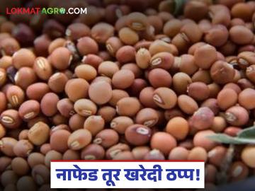 Tur Kharedi : नाफेड तूर खरेदी ठप्प; काय आहे नेमकं कारण? वाचा सविस्तर - Marathi News | latest news Tur Kharedi: Nafed Tur procurement halted; What is the real reason? Read in detail | Latest News at Lokmat.com Tur Kharedi : नाफेड तूर खरेदी ठप्प; काय आहे नेमकं कारण? वाचा सविस्तर - Marathi News | latest news Tur Kharedi: Nafed Tur procurement halted; What is the real reason? Read in detail | Latest News at Lokmat.com