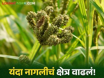 Nagali Cultivation : नागलीचं क्षेत्र तीन हजार हेक्टरने घटलं, नाशिक जिल्ह्यात किती लागवड? वाचा सविस्तर - Marathi News | Latest News raga Cultivation The area of Nagali decreased by three thousand hectares Read in detail | Latest News at Lokmat.com
